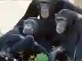 खेल Funny Chimpanzee Jungle Escape ऑनलाइन