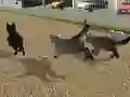 खेल Run Cat Cat Race ऑनलाइन