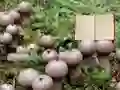 खेल Lycoperdon Mushroom Land Escape ऑनलाइन