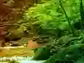 खेल Peaceful Rainbow Forest Escape ऑनलाइन