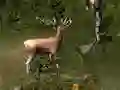 खेल Sniper Hunting Deadly Animal ऑनलाइन