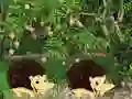 खेल Escape From Mango Farm ऑनलाइन