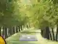 खेल Pair of Cat Escape ऑनलाइन