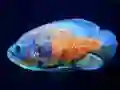 खेल Tiger Fish Jigsaw ऑनलाइन