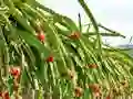 खेल Dragon Fruit Animal Escape ऑनलाइन