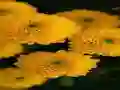 खेल Chrysanthemums Jigsaw ऑनलाइन