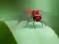 खेल Dragon Fly Jigsaw ऑनलाइन