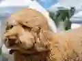 खेल Labradoodle Jigsaw ऑनलाइन