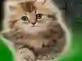 खेल Couple Kitten Escape ऑनलाइन