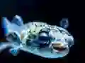 खेल Puffer Fish Jigsaw ऑनलाइन