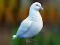 खेल Realistic Pigeon Rescue ऑनलाइन