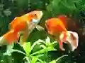 खेल Blue Fish Escape ऑनलाइन
