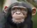 खेल Chimpanzee Jigsaw ऑनलाइन