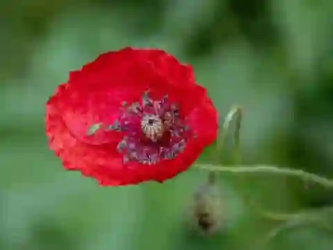 खेल Poppy Nature Flower Jigsaw ऑनलाइन