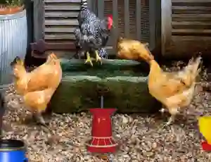 खेल Poultry Farm Easter Escape ऑनलाइन