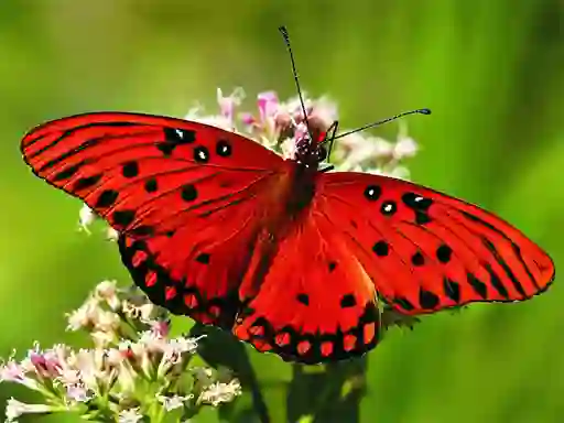 खेल Nature Jigsaw Puzzle Butterfly ऑनलाइन