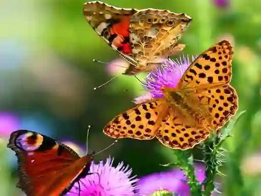 खेल Butterfly Slide ऑनलाइन