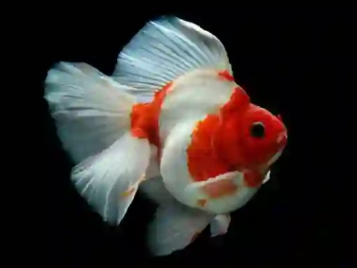खेल Gold Fish Jigsaw Puzzle ऑनलाइन