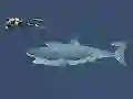 खेल Mad Shark ऑनलाइन