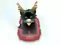 खेल Pet Sledding ऑनलाइन