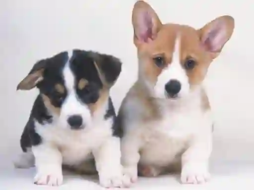 खेल Cute Puppies Puzzle ऑनलाइन