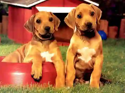 खेल Puppy Pairs Puzzle ऑनलाइन