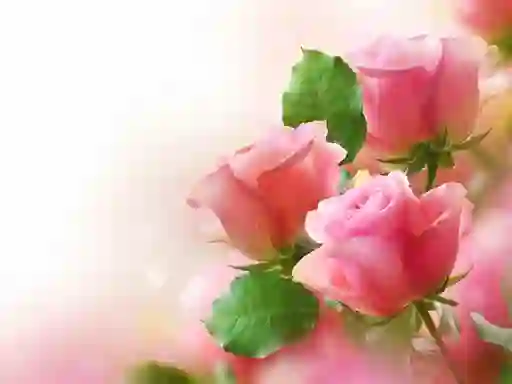 खेल Pink Roses ऑनलाइन