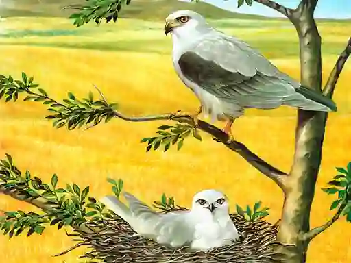 खेल Birds Of Prey Puzzle ऑनलाइन