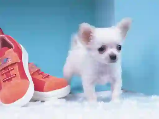 खेल Lovely Puppy Puzzle ऑनलाइन