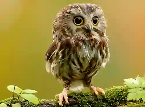 खेल Animal Hidden Stars ऑनलाइन