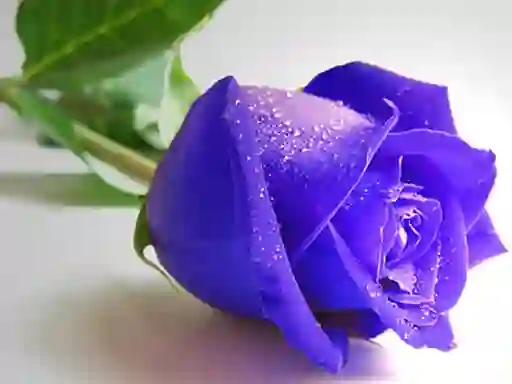 खेल Blue Roses ऑनलाइन