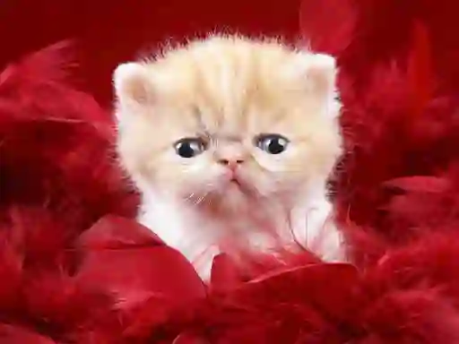 खेल Funny Kitty ऑनलाइन
