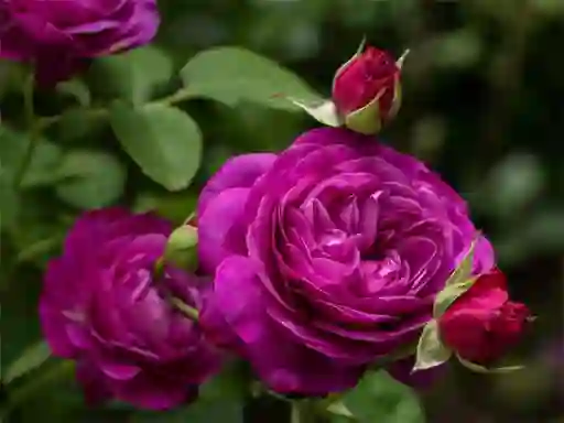 खेल Purple Roses ऑनलाइन