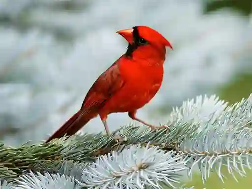 खेल Birds Puzzle ऑनलाइन