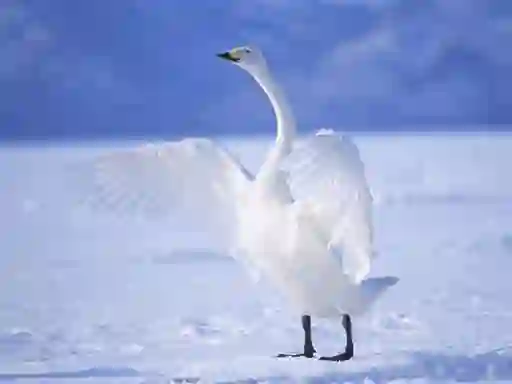 खेल Graceful Swans ऑनलाइन