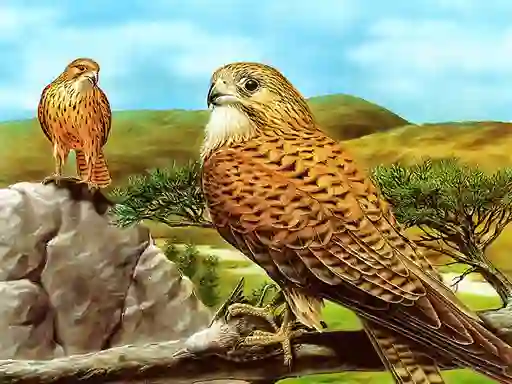 खेल Birds of Prey Slide ऑनलाइन