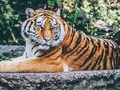 खेल जगी पहेली  ऑनलाइन