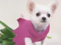 खेल प्यारा Puppies पहेली  ऑनलाइन